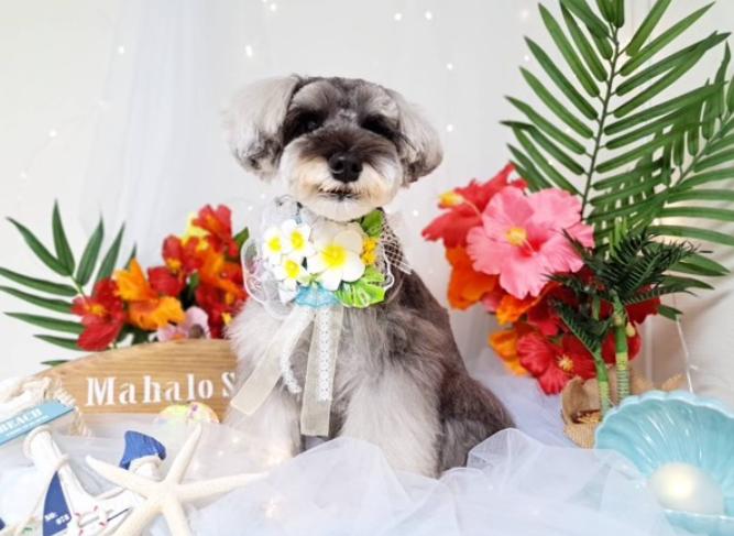 真っ白になったパタさんの写真